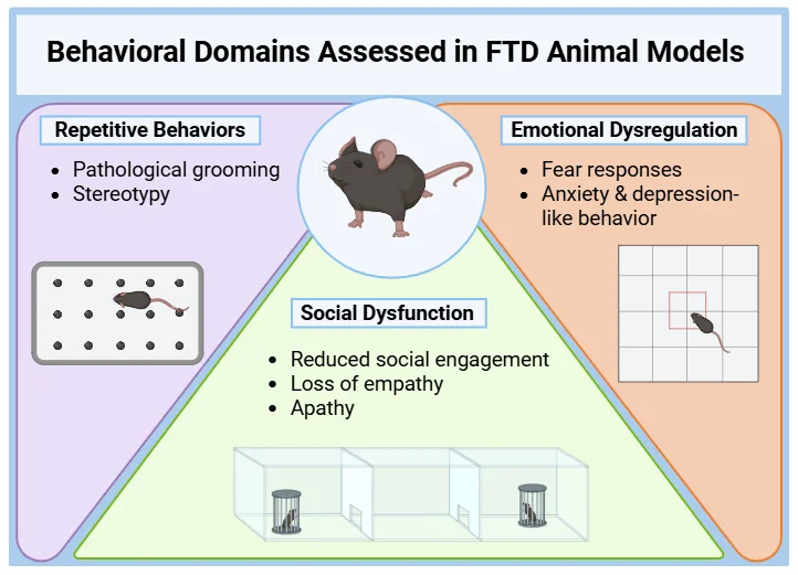 Behavioral Domains Assessed in FTD Animal Models